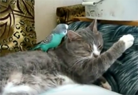 кот и попугай