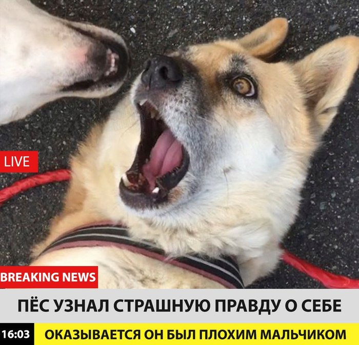 breaking news, собаки