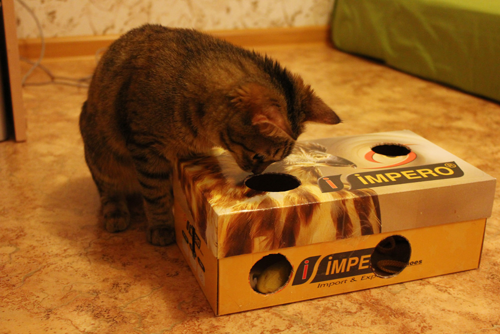 кот играет с коробкой