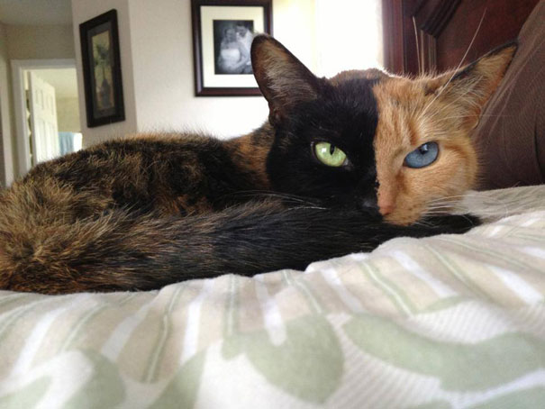 Фото кошки Венеры (Venus) с двумя лицами