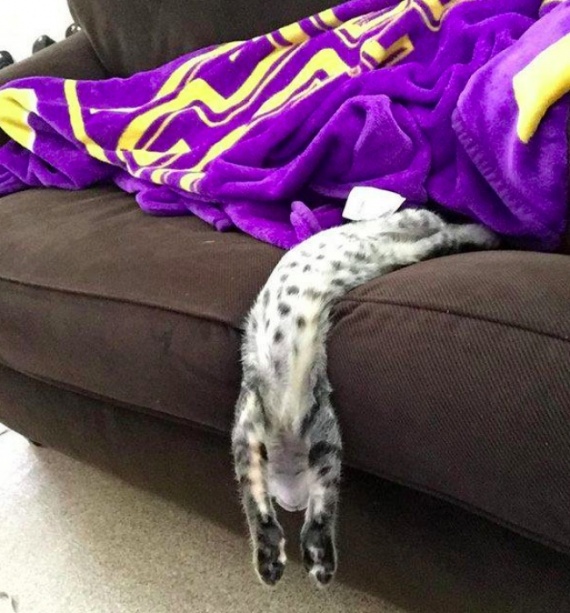 Жидкий кот падает с дивана