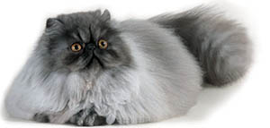кошка персидской породы