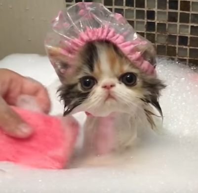 cat-bath.png