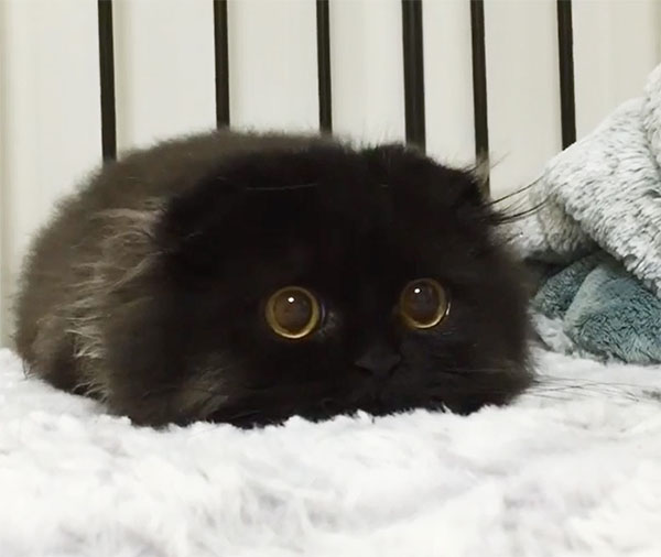 Кот с самыми большими и красивыми глазами