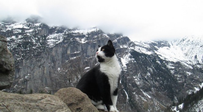 Кот спас человека в Альпах