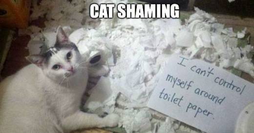 cat shame picture