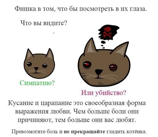 Как правильно гладить кота - cattown.ru