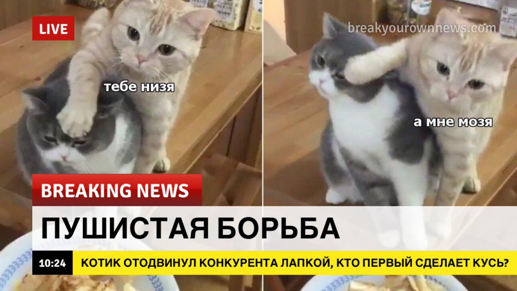 breaking news, коты
