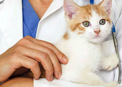 Нужно ли делать прививки кошке и как ее к ним подготовить?