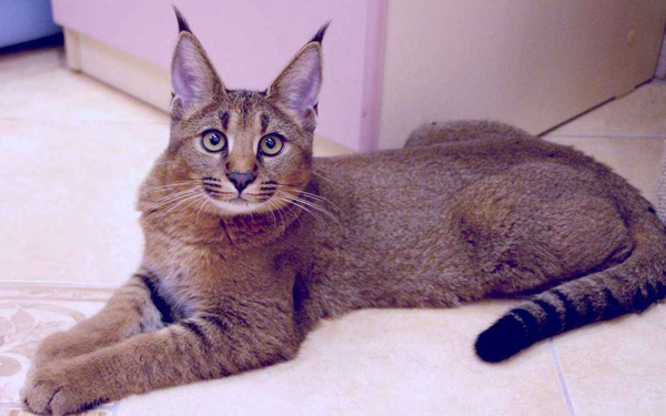 Самая дорогая в мире домашняя кошка стоит 1 миллион рублей - cattown.ru