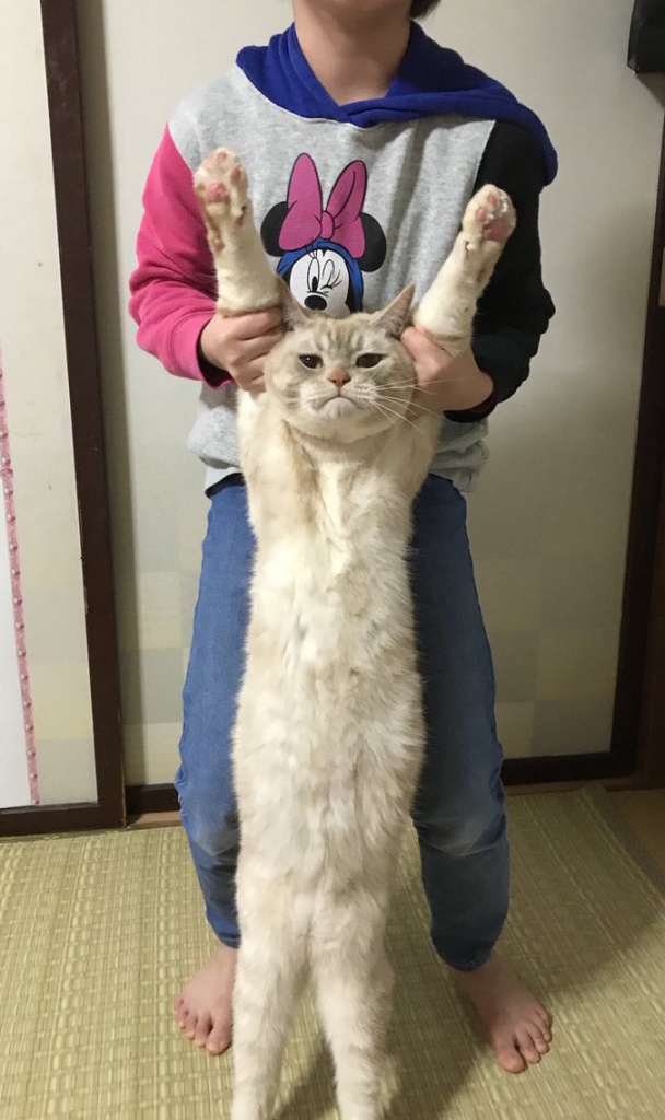 длинный кот