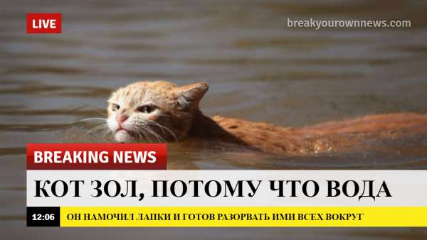 breaking news, коты