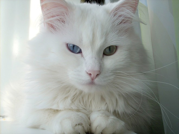 Ангорская кошка с разными глазами