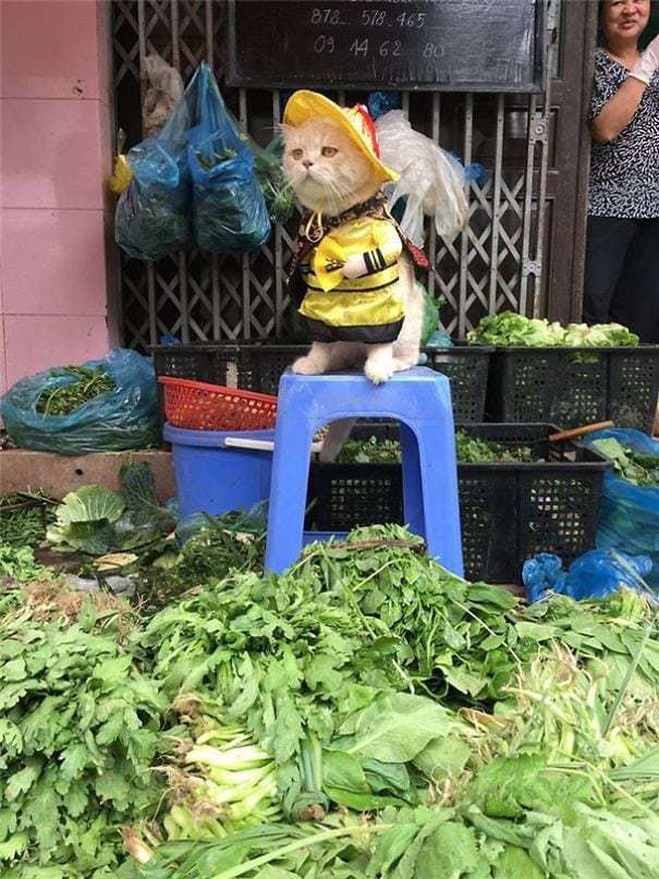 кот-продавец рыбы