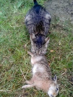 кошка поймала зайца