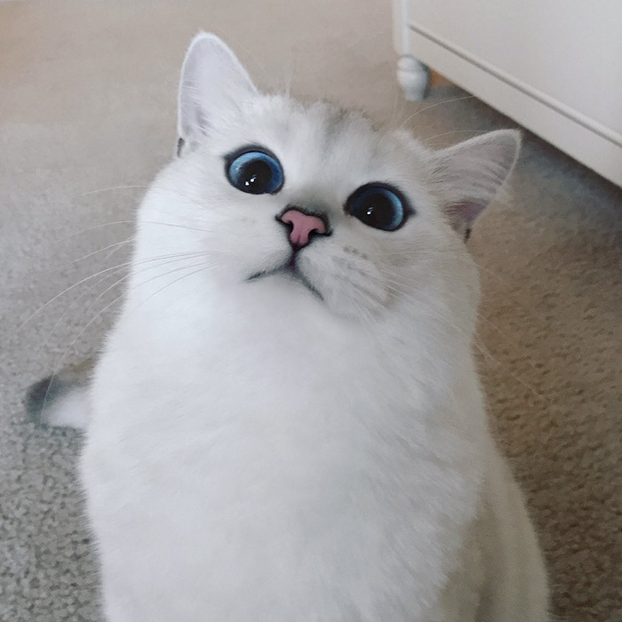 кошка коби с голубыми глазами