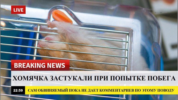 breaking news, хомяк