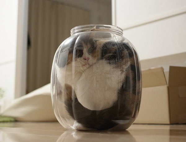 Кот в банке - банковский кот