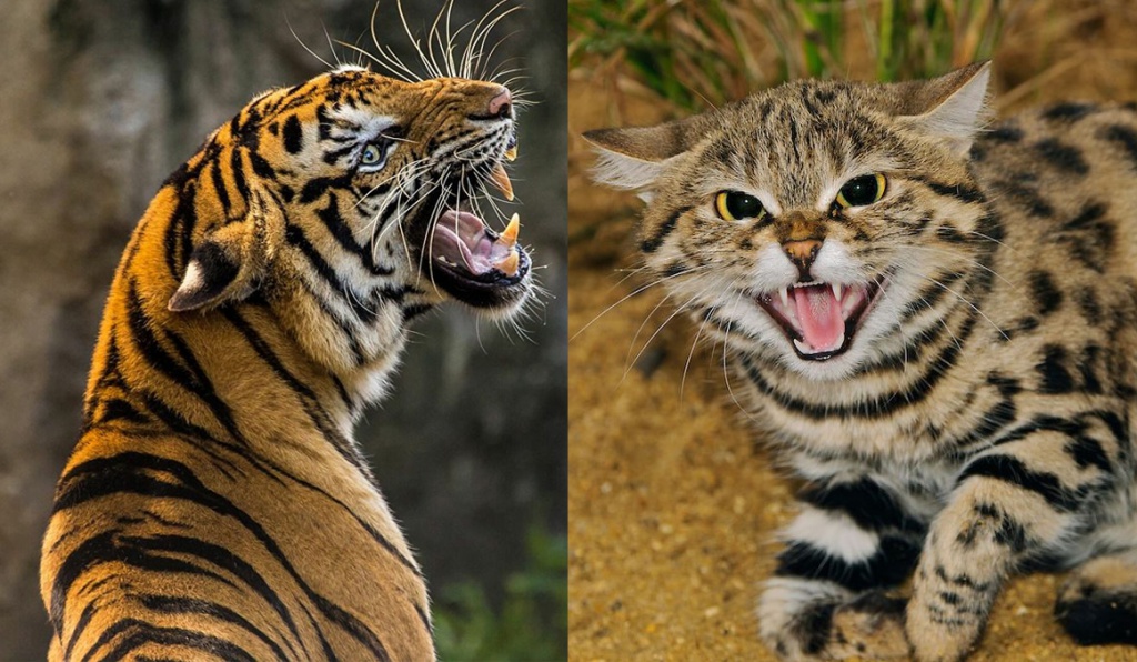 Тигр vs Муравьиный тигр