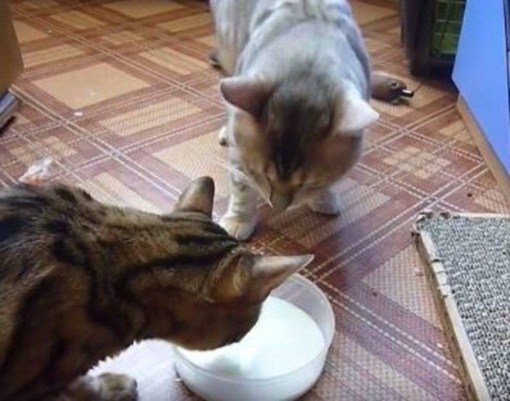 борьба котов за миску с молоком