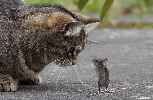 мышь и кот
