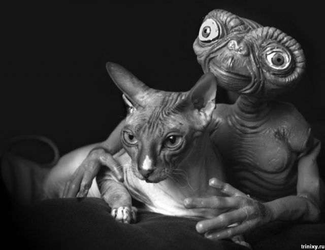 коты и пришельцы