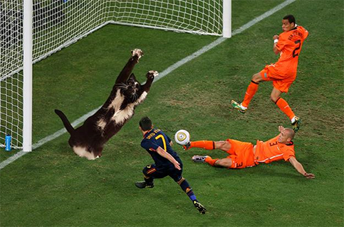 Сдающаяся кошка goal kitty поднимает лапы вверх