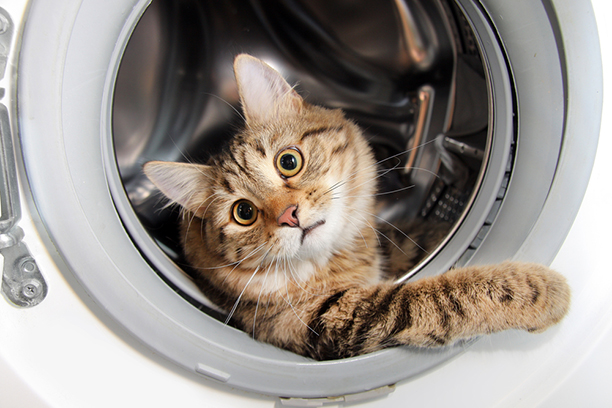 кот в стиральной машинке