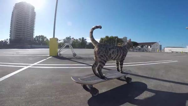 кот катается на скейтборде