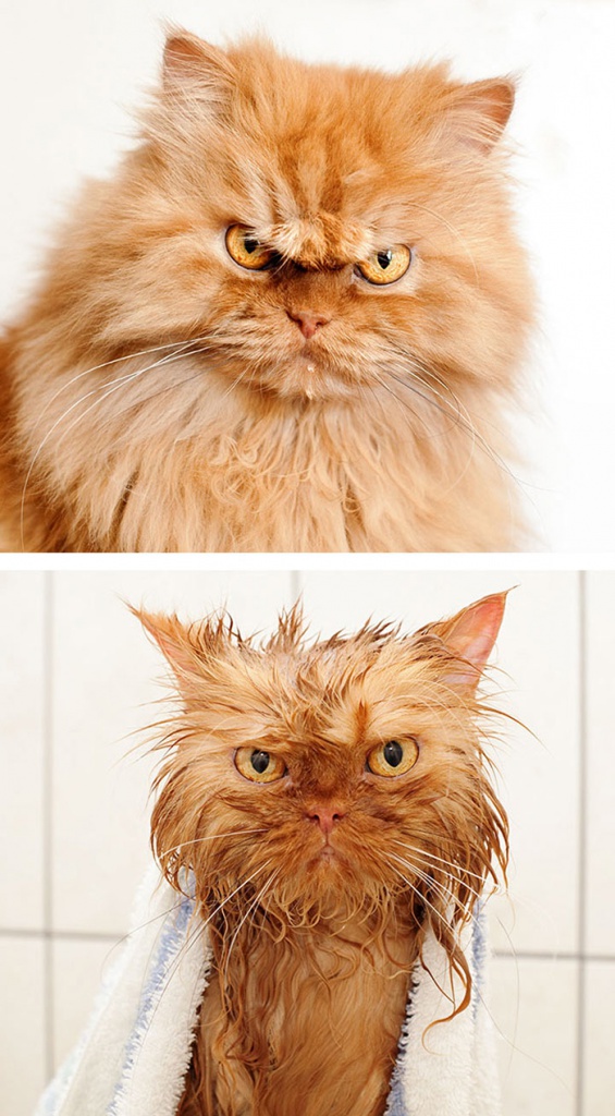 мокрый кот