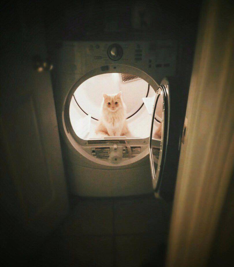 кошка в стиральной машинке