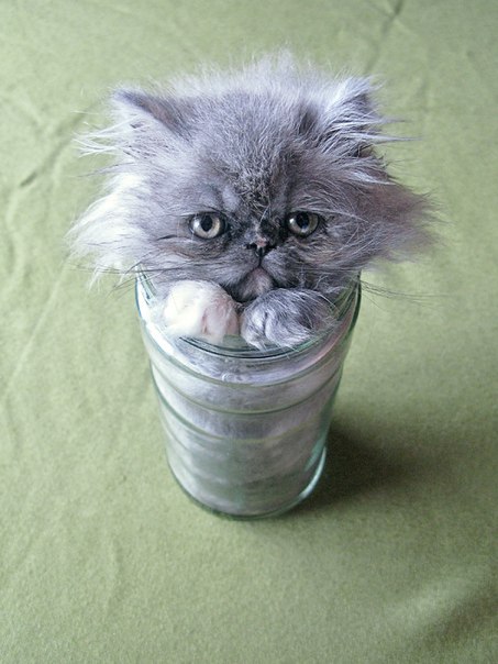 Кот в стакане это жидкость?