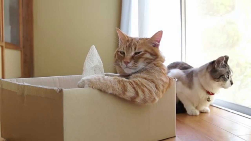 довольный кот в коробке