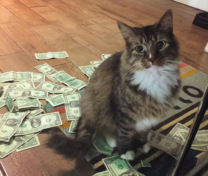 кот зарабатывает деньги сам