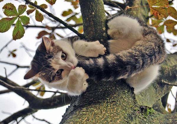 Кошка сидит на ветке дерева