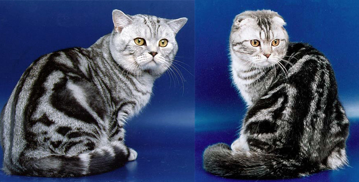 История и особенности шотландской породы кошек