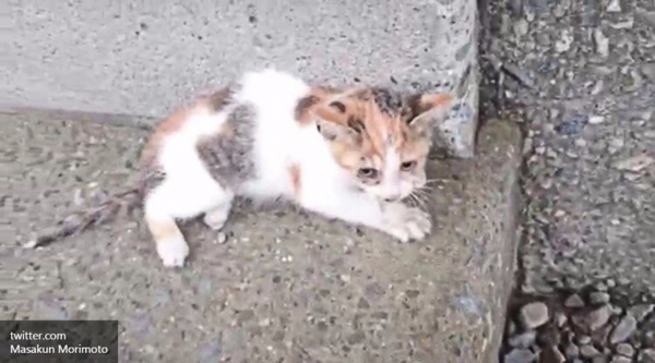 Японец спас котенка от гибели