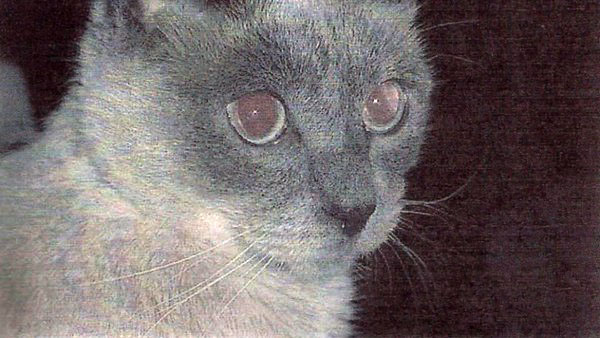 Кот Скутер - самый старый кот в мире