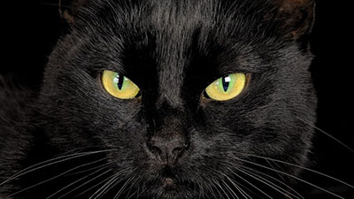 черный кот с желтыми глазами