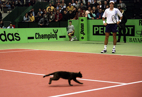 Кот выбежал на теннисный корт
