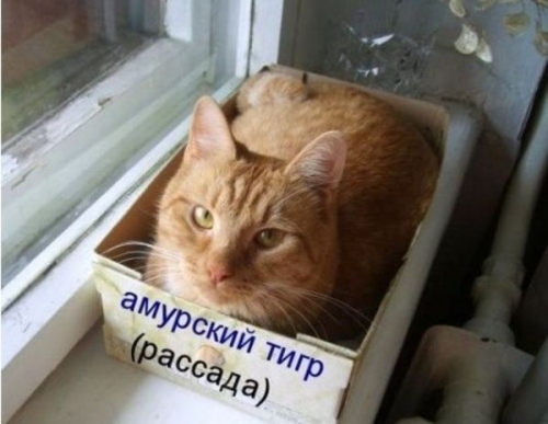 кот в коробке