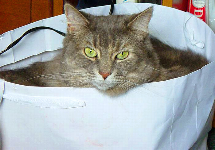 Купить кота в мешке