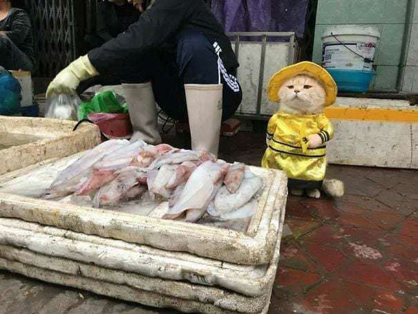 кот продает рыбу