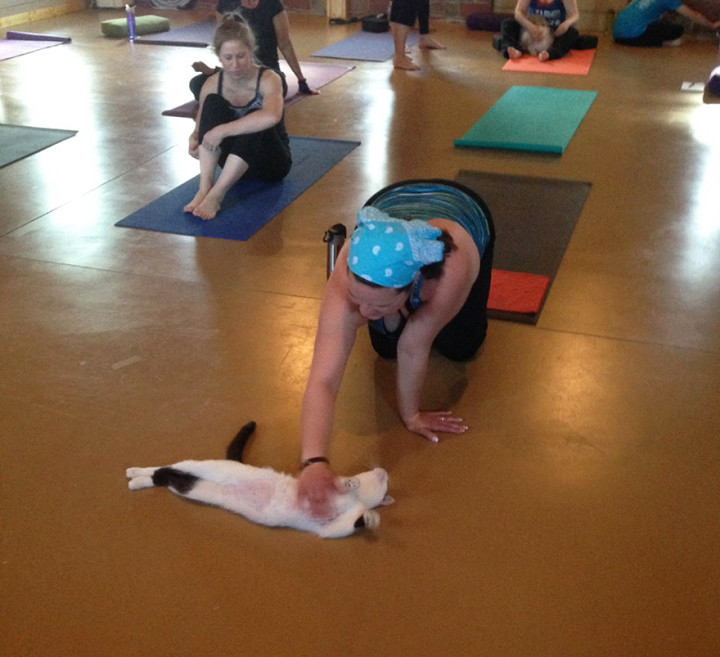 йога и кошки