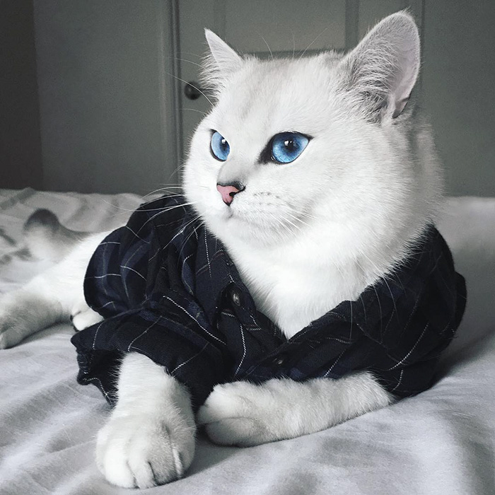 кошка коби с голубыми глазами