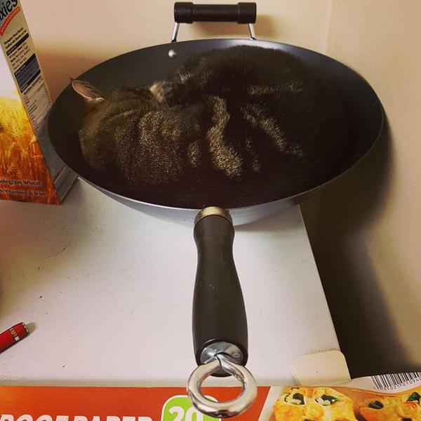 кот спит в сковороде