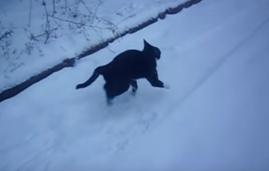 Кот видит снег впервые в жизни