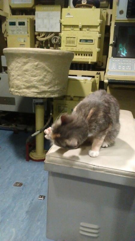 кошка родила котят на подводной лодке