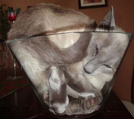 Жидкий кот в бокале