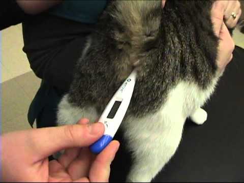 измеряем кошке температуру электронным термометром